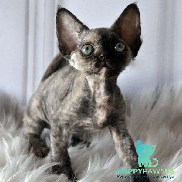 Nonna Devon Rex female black tortie - live animals
