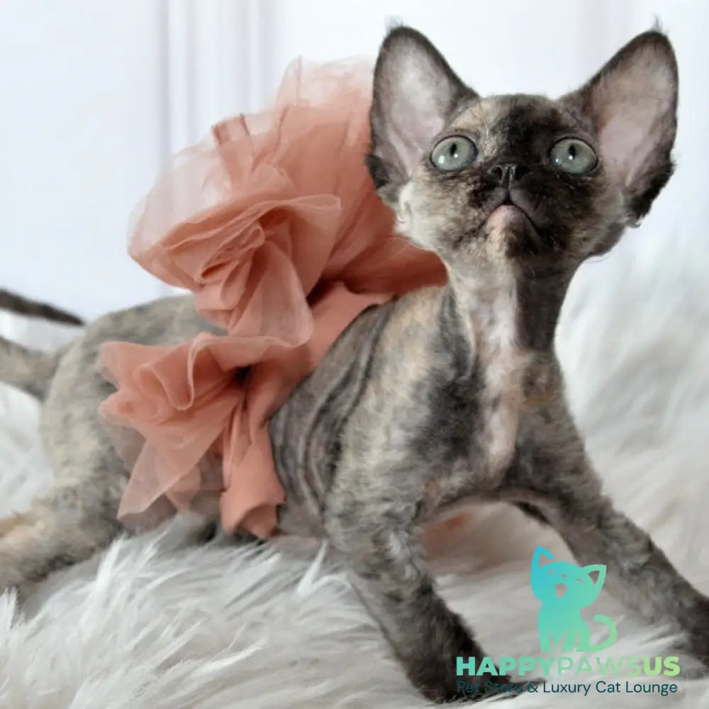 Nonna Devon Rex female black tortie - live animals