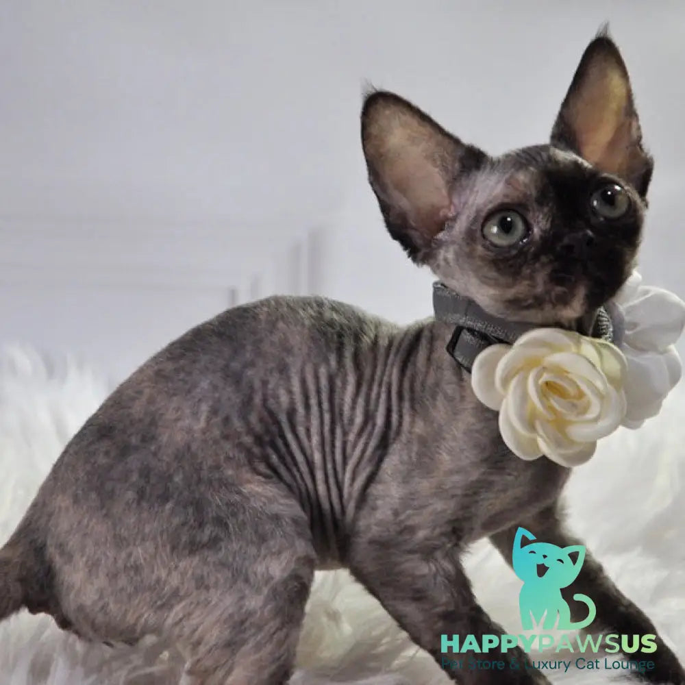 Nonna Devon Rex female black tortie - live animals