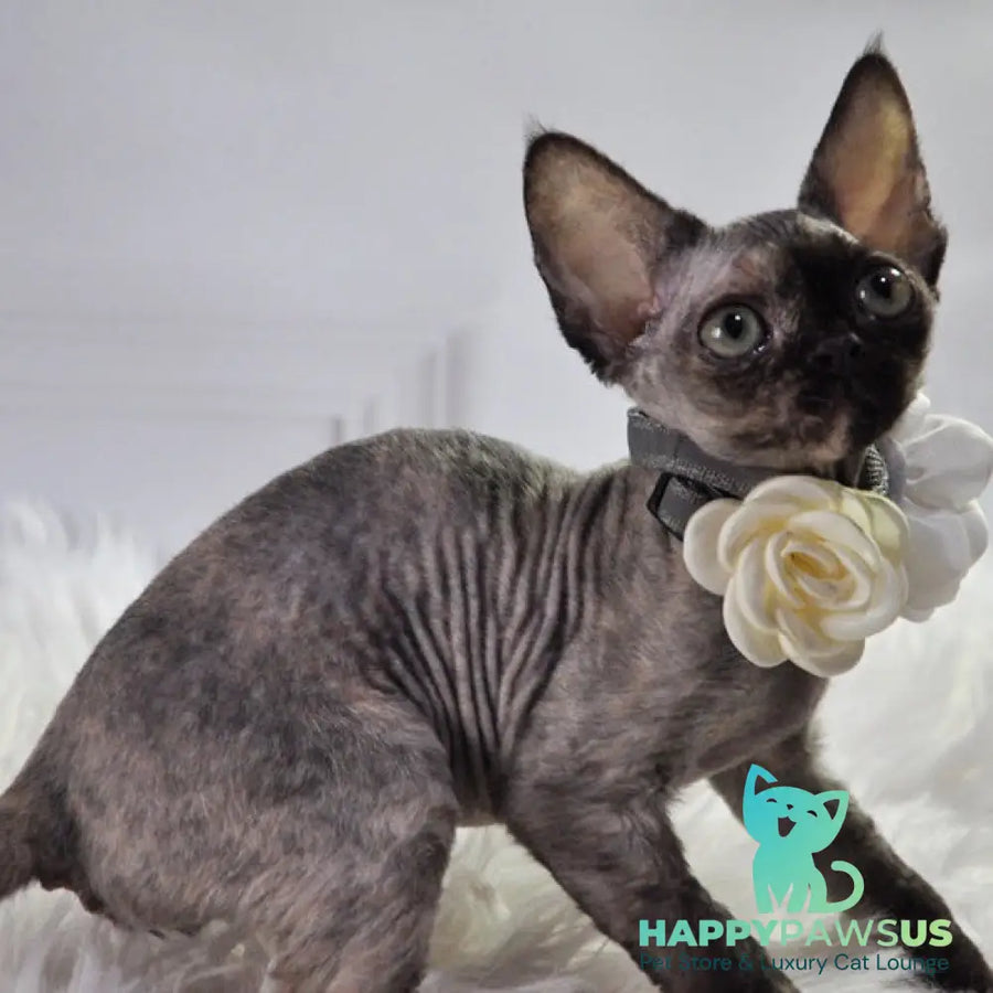 Nonna Devon Rex female black tortie - live animals