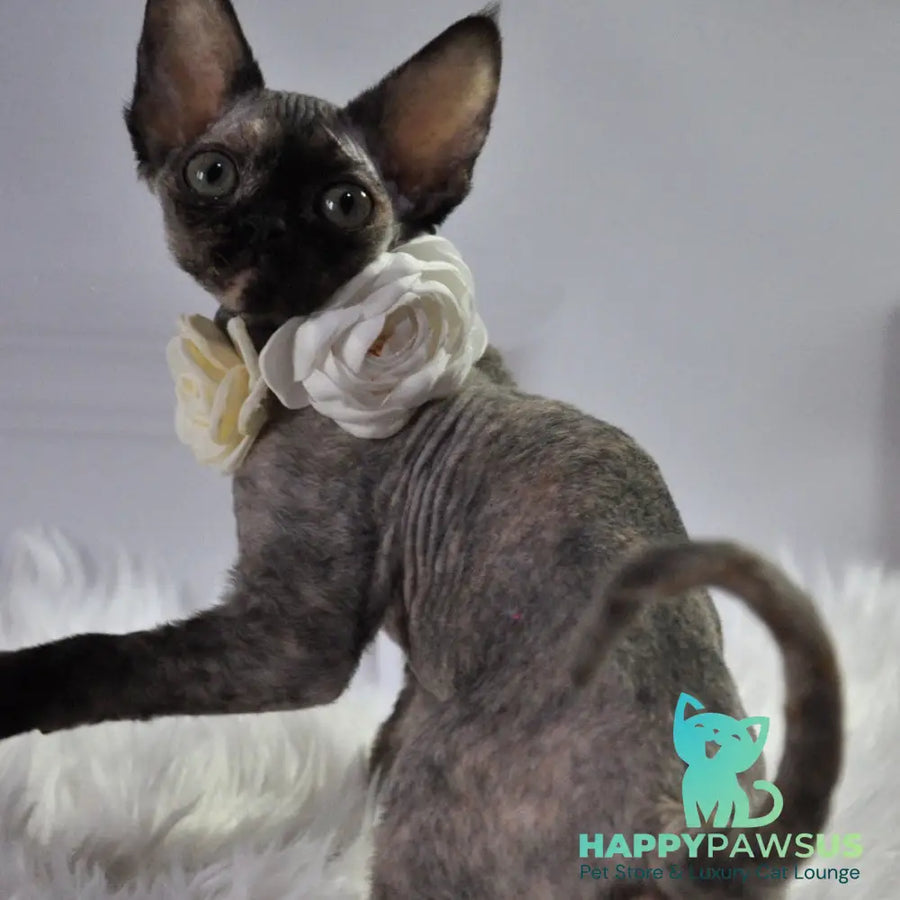 Nonna Devon Rex female black tortie - live animals
