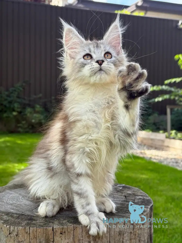 Noor Maine Coon female black tabby live animals