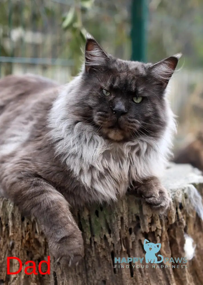 Noor Maine Coon female black tabby live animals