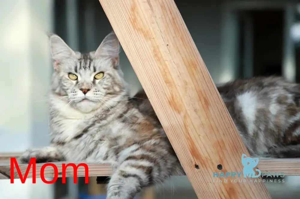 Noor Maine Coon female black tabby live animals