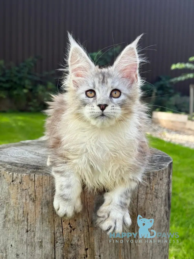 Noor Maine Coon female black tabby live animals