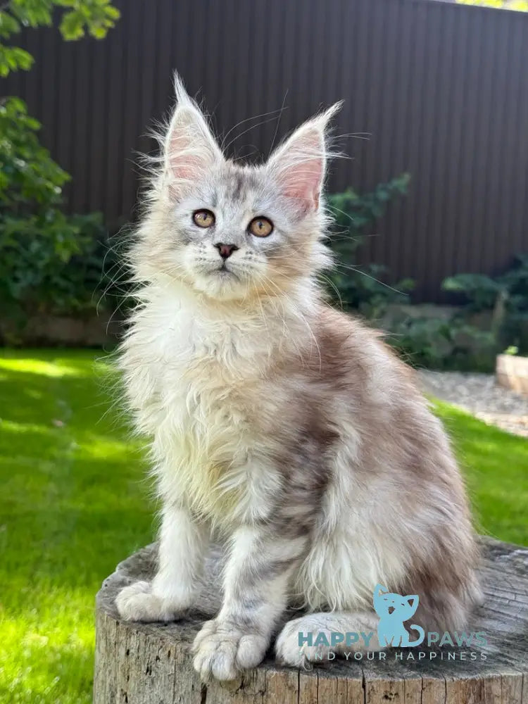 Noor Maine Coon female black tabby live animals