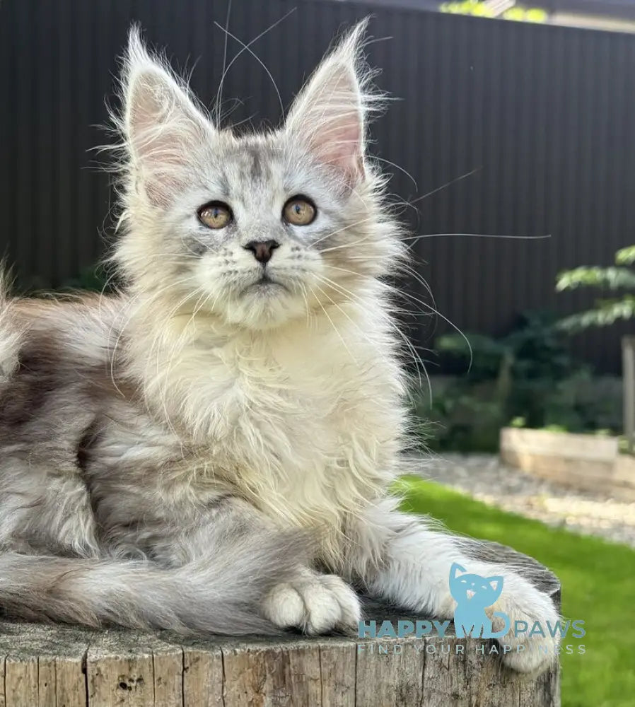 Noor Maine Coon female black tabby live animals