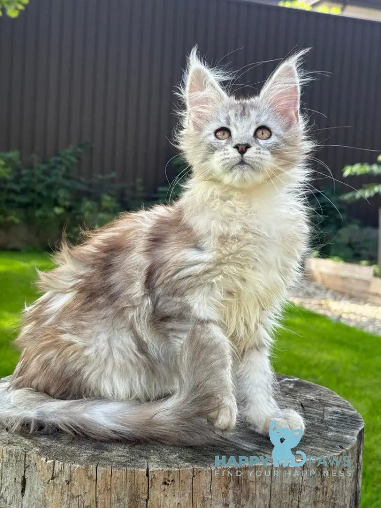 Noor Maine Coon female black tabby live animals