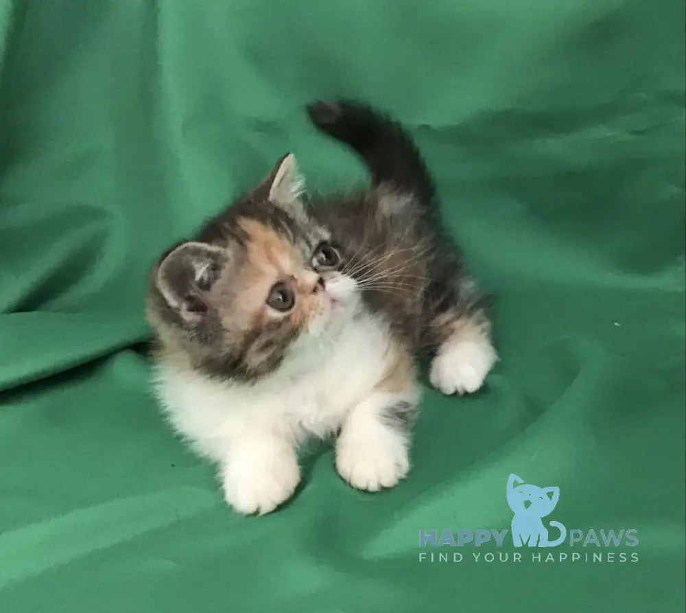 Nora Exotic female black tortie bicolour live animals