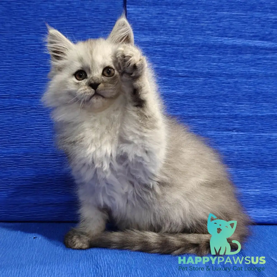 Nora Maine Coon female black silver - live animals