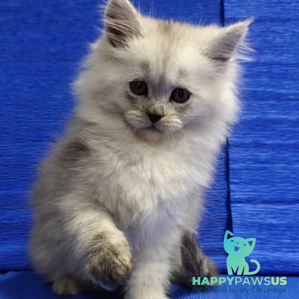 Nora Maine Coon female black silver - live animals