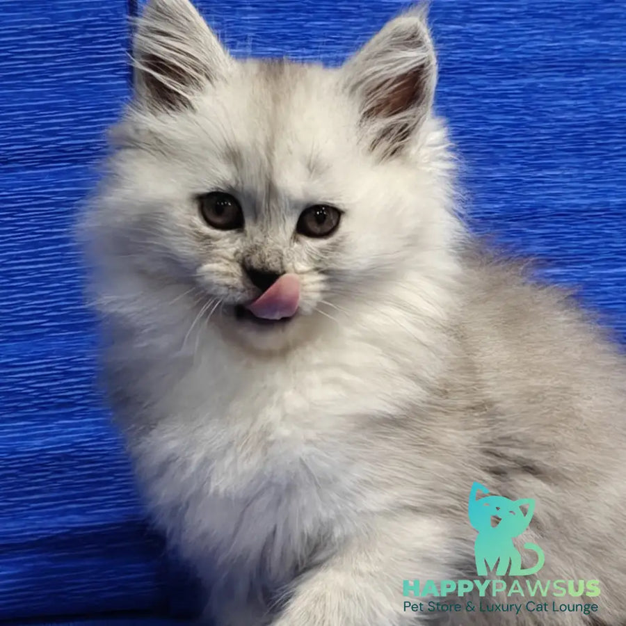 Nora Maine Coon female black silver - live animals