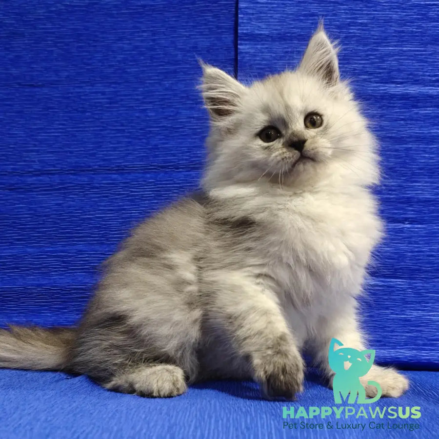 Nora Maine Coon female black silver - live animals