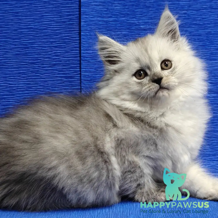 Nora Maine Coon female black silver - live animals