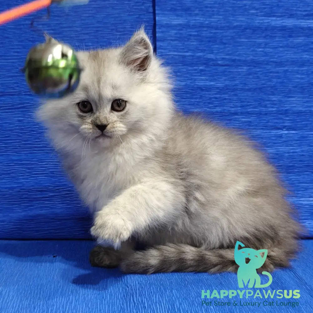 Nora Maine Coon female black silver - live animals