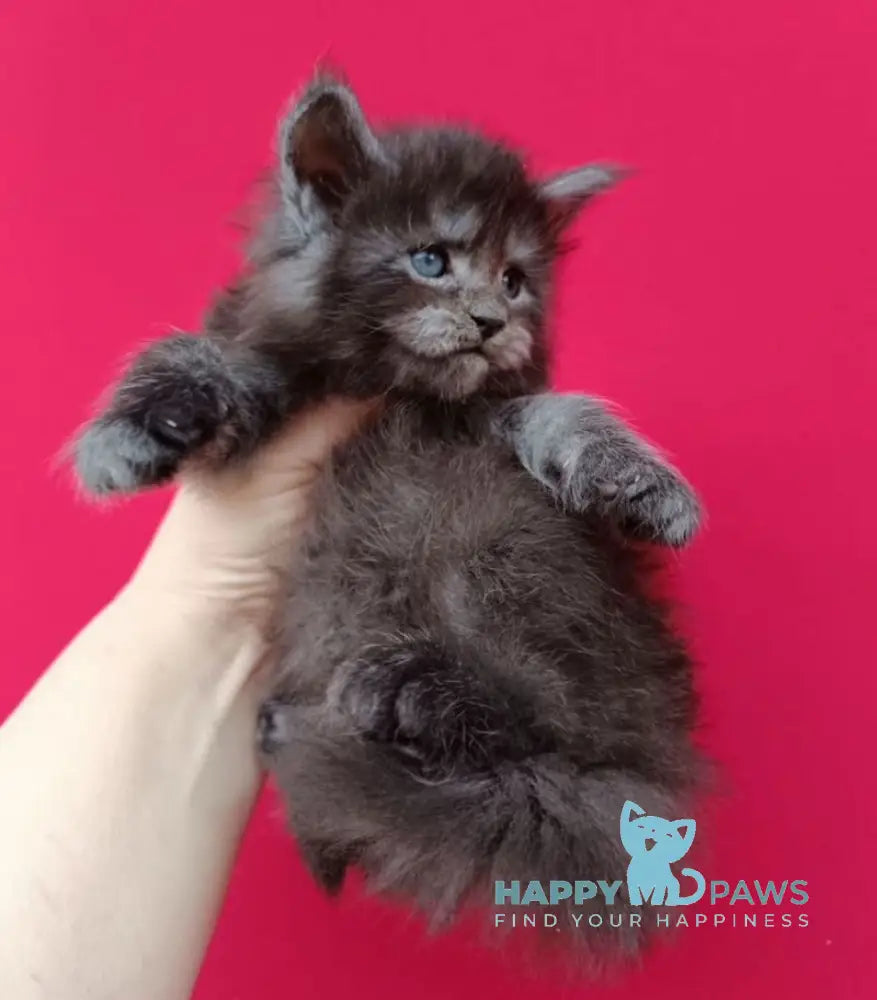 Nora Maine Coon female black smoke live animals