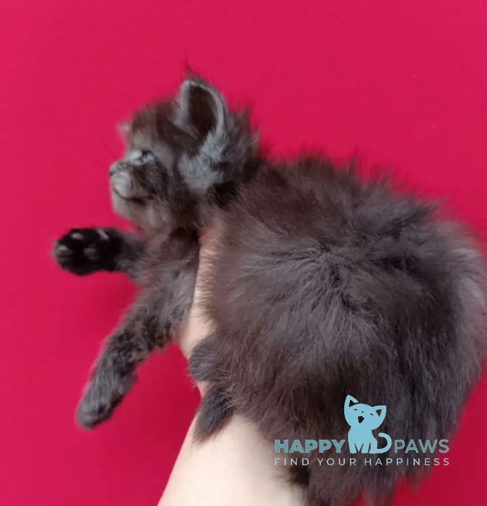 Nora Maine Coon female black smoke live animals