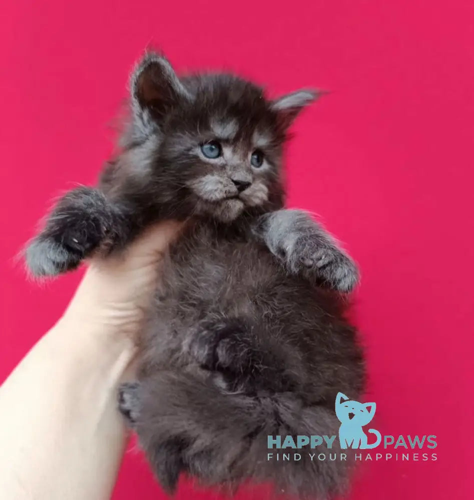 Nora Maine Coon female black smoke live animals