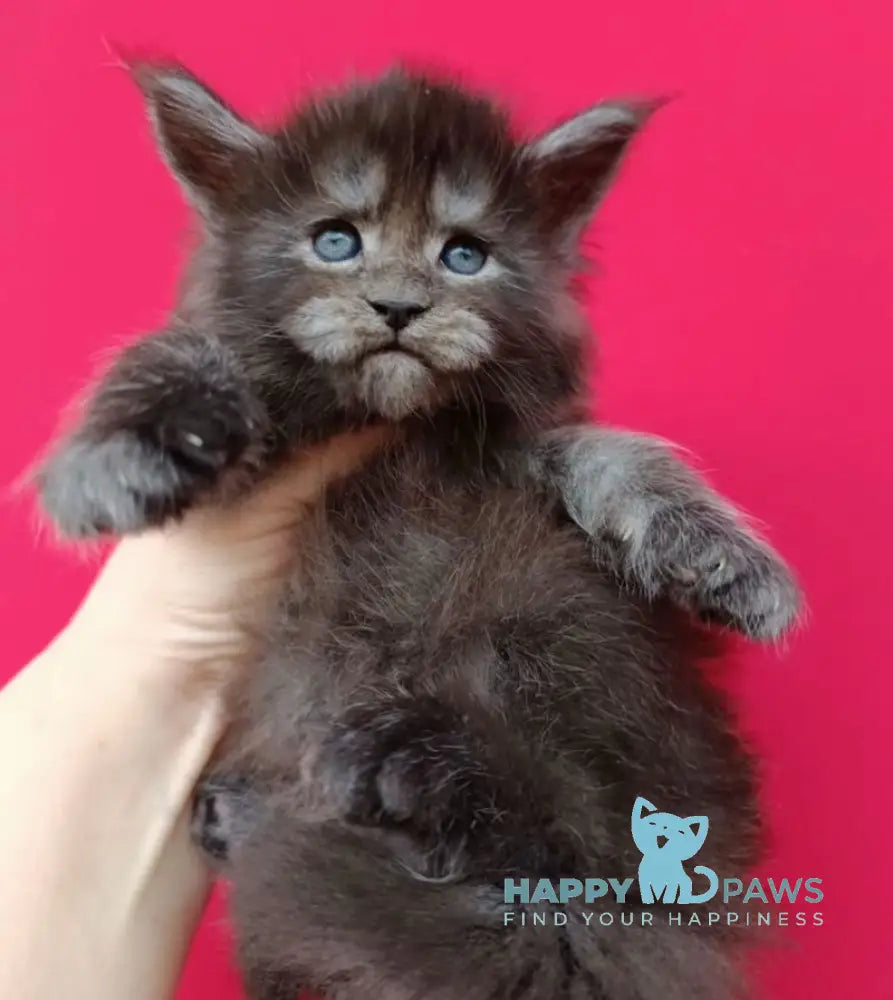 Nora Maine Coon female black smoke live animals