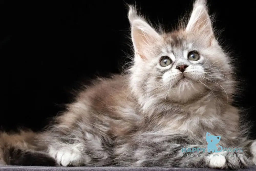 Nora Maine Coon female black tortie silver tabby live animals