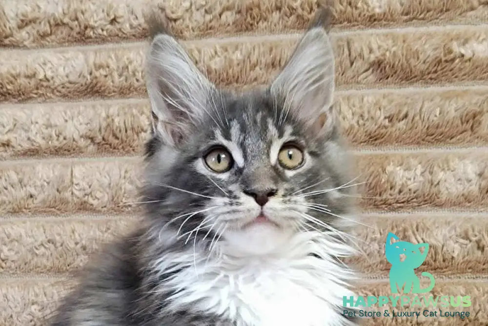 Nora Maine Coon female blue with white tabby live animals