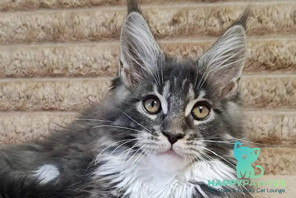 Nora Maine Coon female blue with white tabby live animals