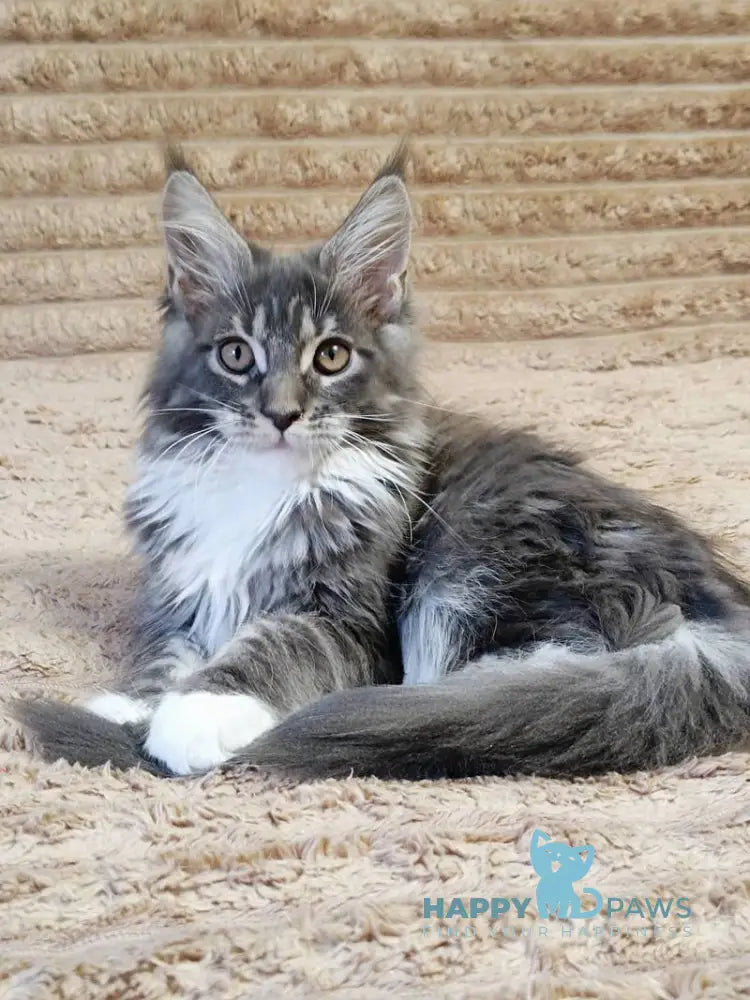 Nora Maine Coon female blue with white tabby live animals