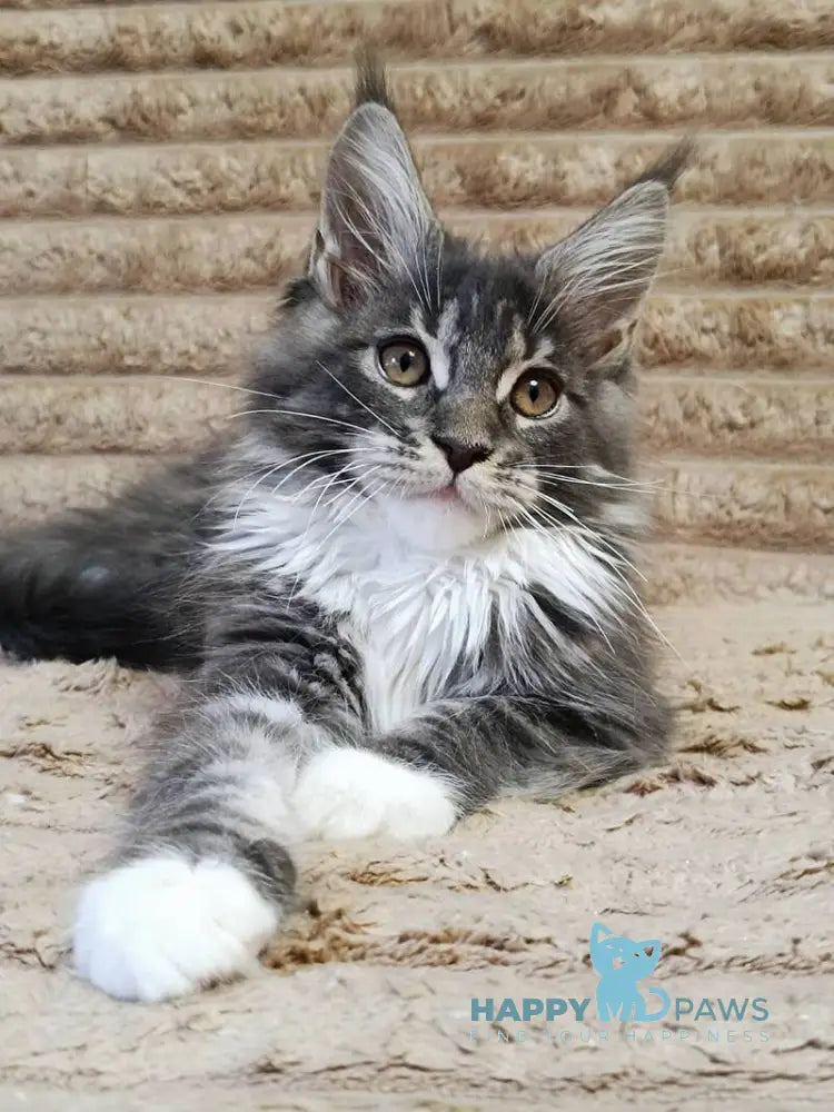 Nora Maine Coon female blue with white tabby live animals