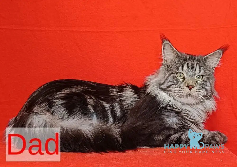 Nora Maine Coon female blue with white tabby live animals