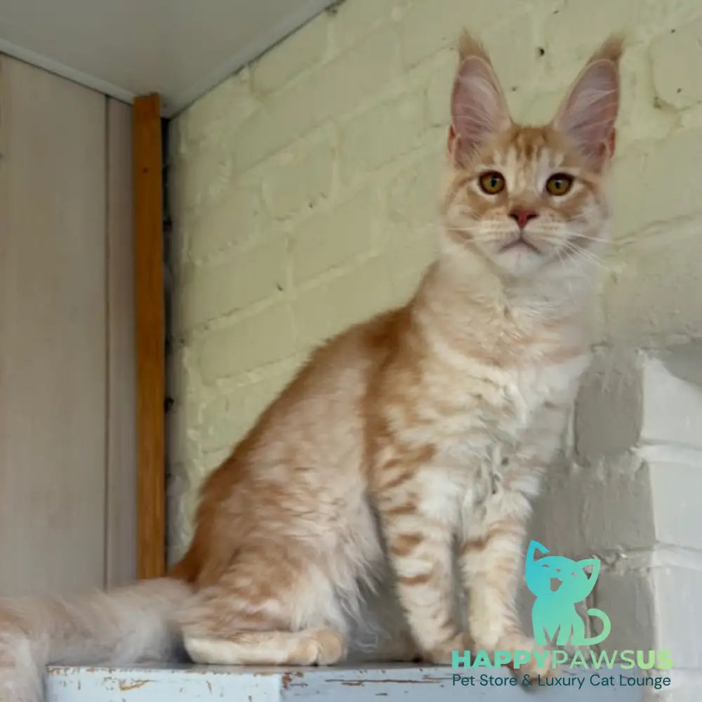 Nora Maine Coon female red silver spotted tabby - live animals