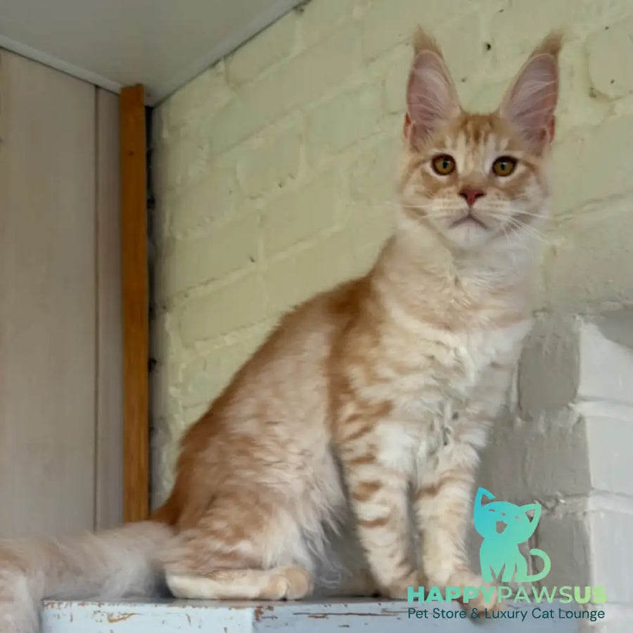 Nora Maine Coon female red silver spotted tabby - live animals