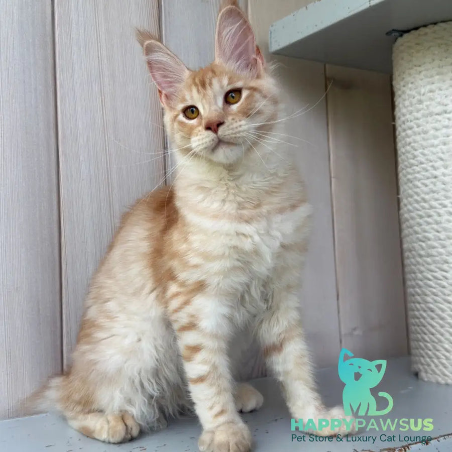 Nora Maine Coon female red silver spotted tabby - live animals
