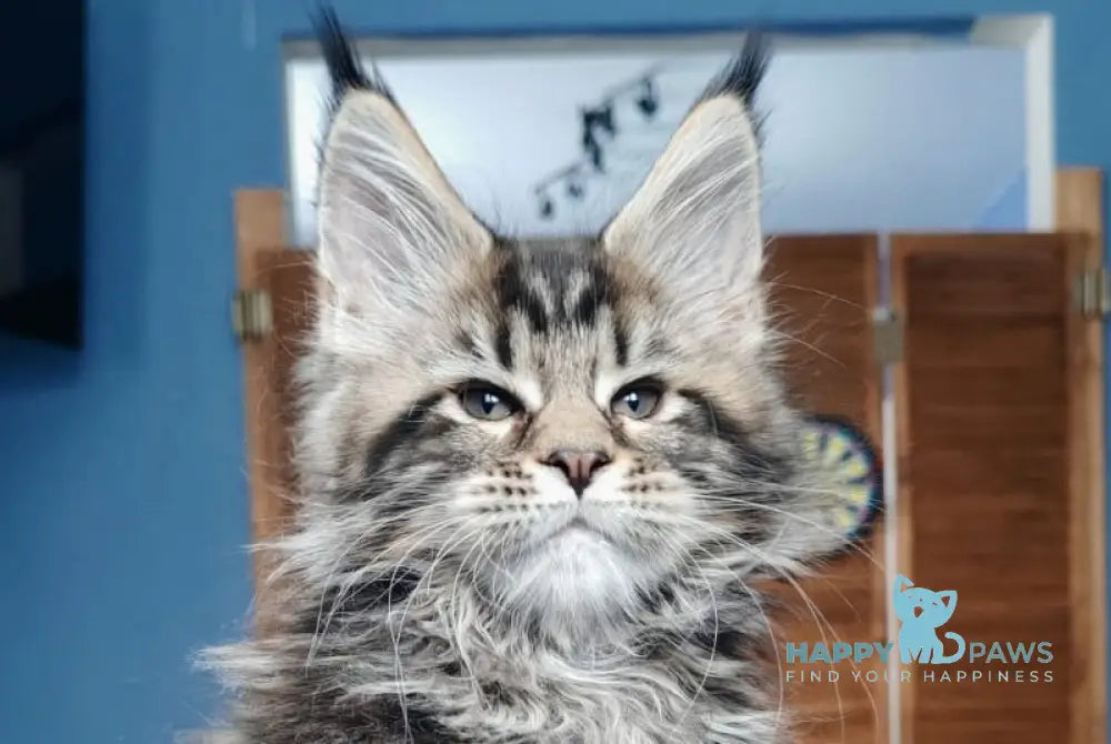 Nora Maine Coon polydactyl female black tabby live animals