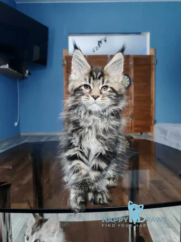 Nora Maine Coon polydactyl female black tabby live animals