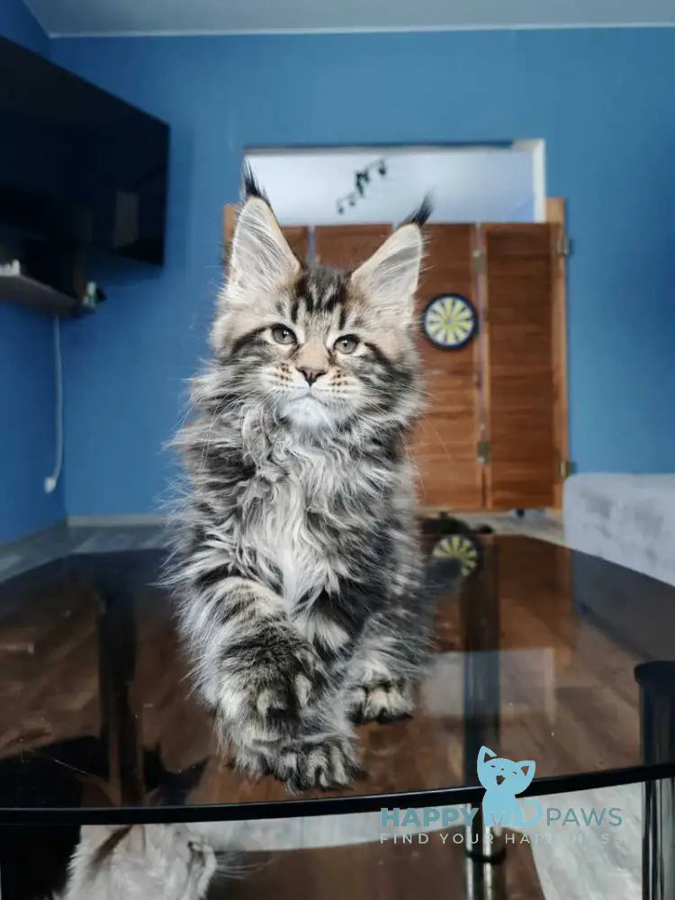 Nora Maine Coon polydactyl female black tabby live animals