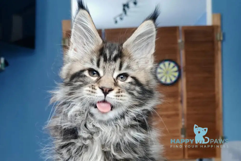 Nora Maine Coon polydactyl female black tabby live animals