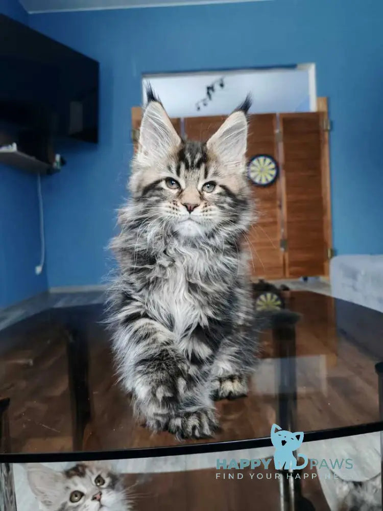Nora Maine Coon polydactyl female black tabby live animals