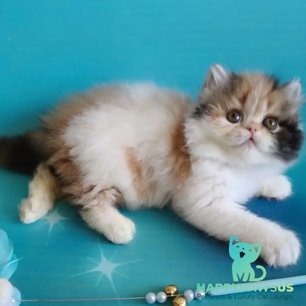 Nora Persian female black tortie bicolour - live animals