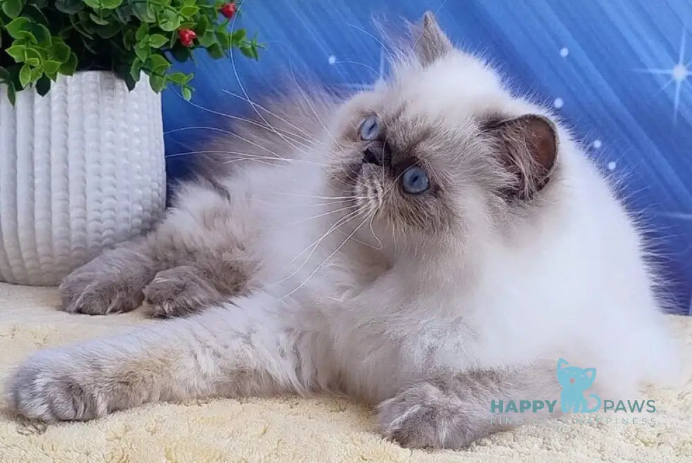 Nora Persian female blue pointed live animals