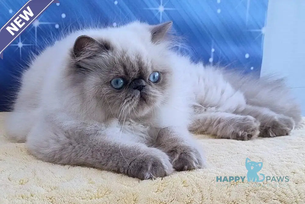 Nora Persian female blue pointed live animals