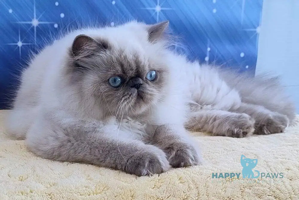Nora Persian female blue pointed live animals