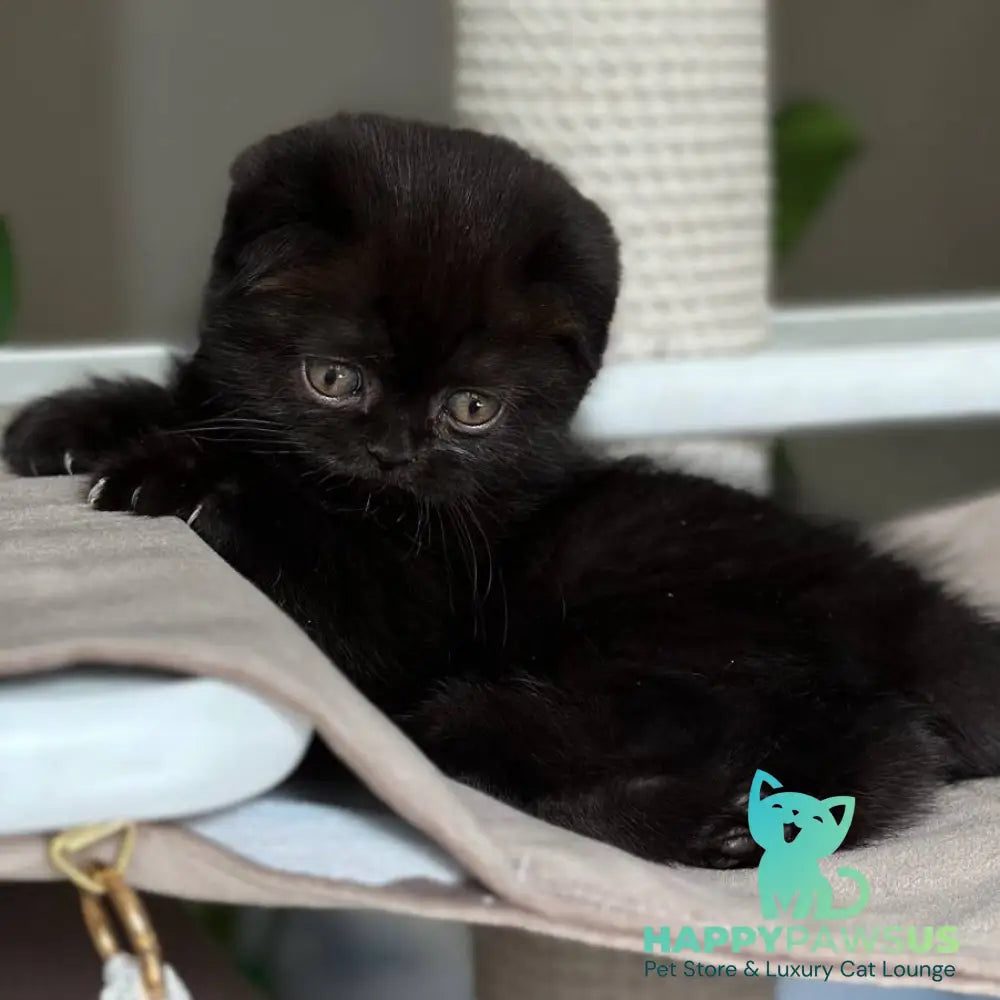 Nora Scottish Fold female black - live animals