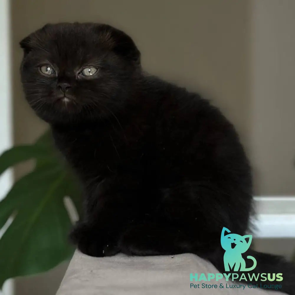Nora Scottish Fold female black - live animals
