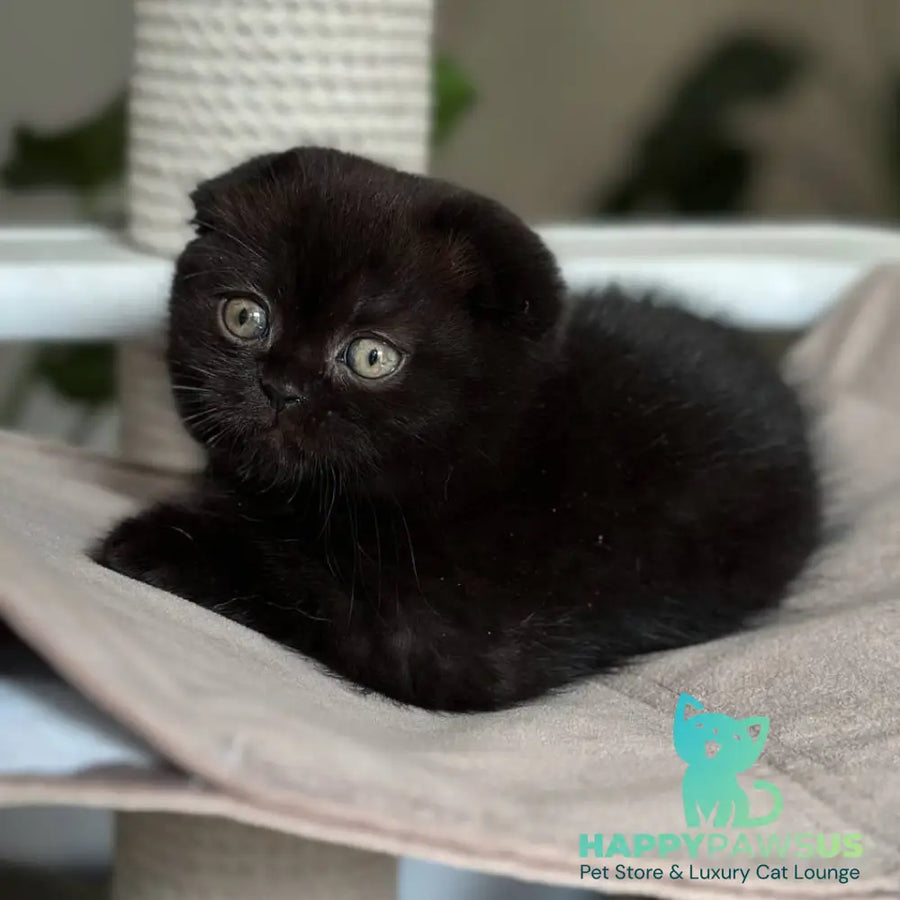 Nora Scottish Fold female black - live animals