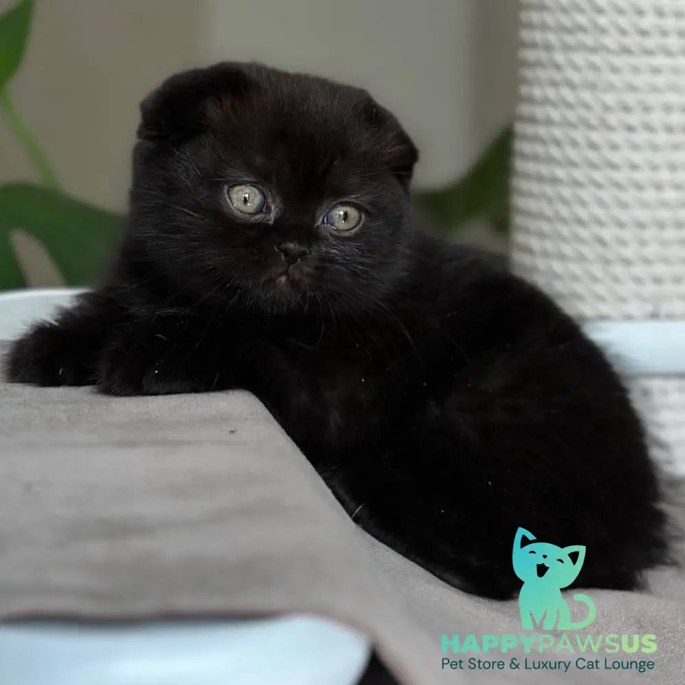 Nora Scottish Fold female black - live animals