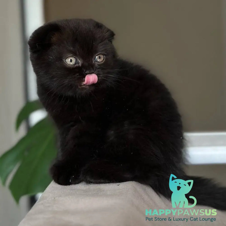 Nora Scottish Fold female black - live animals