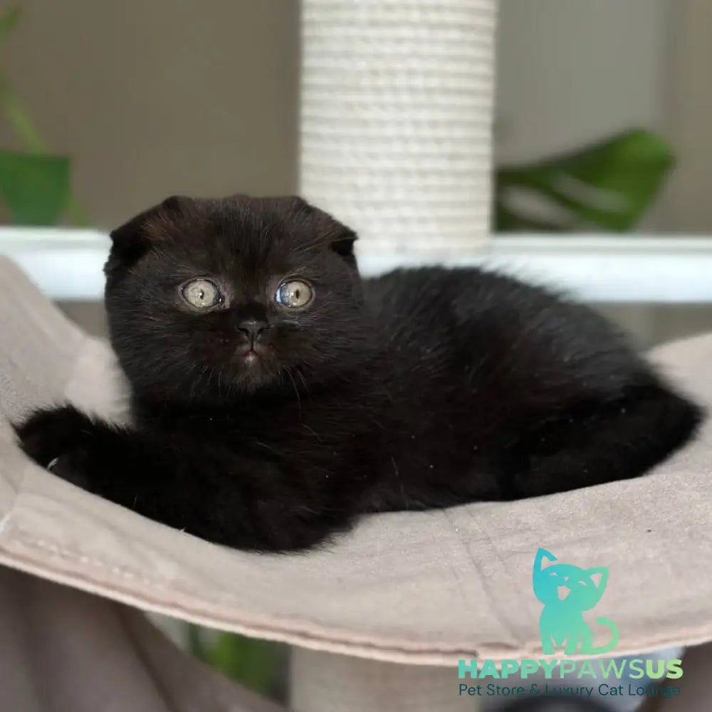 Nora Scottish Fold female black - live animals