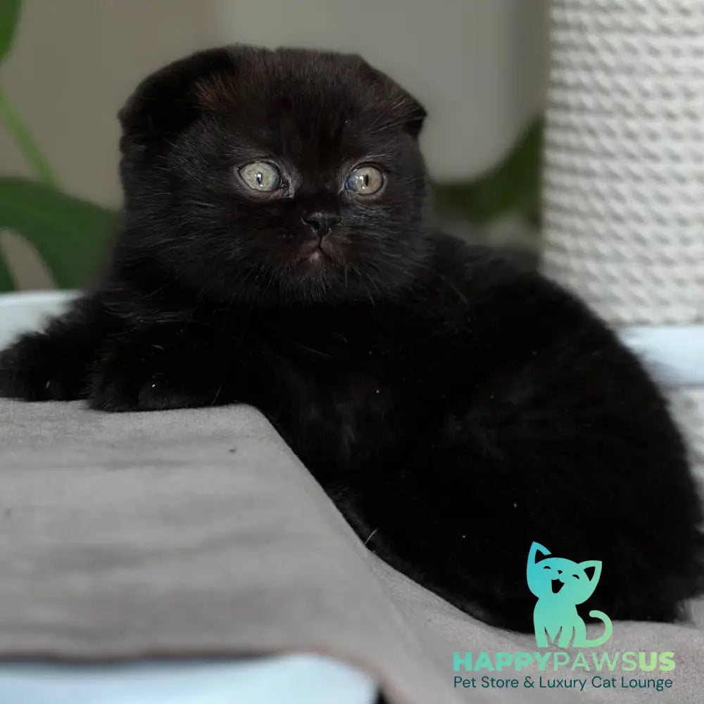 Nora Scottish Fold female black - live animals