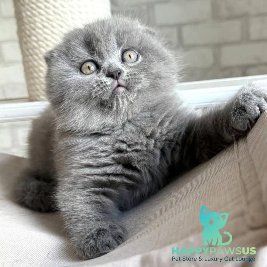 Nora Scottish Fold female blue - live animals
