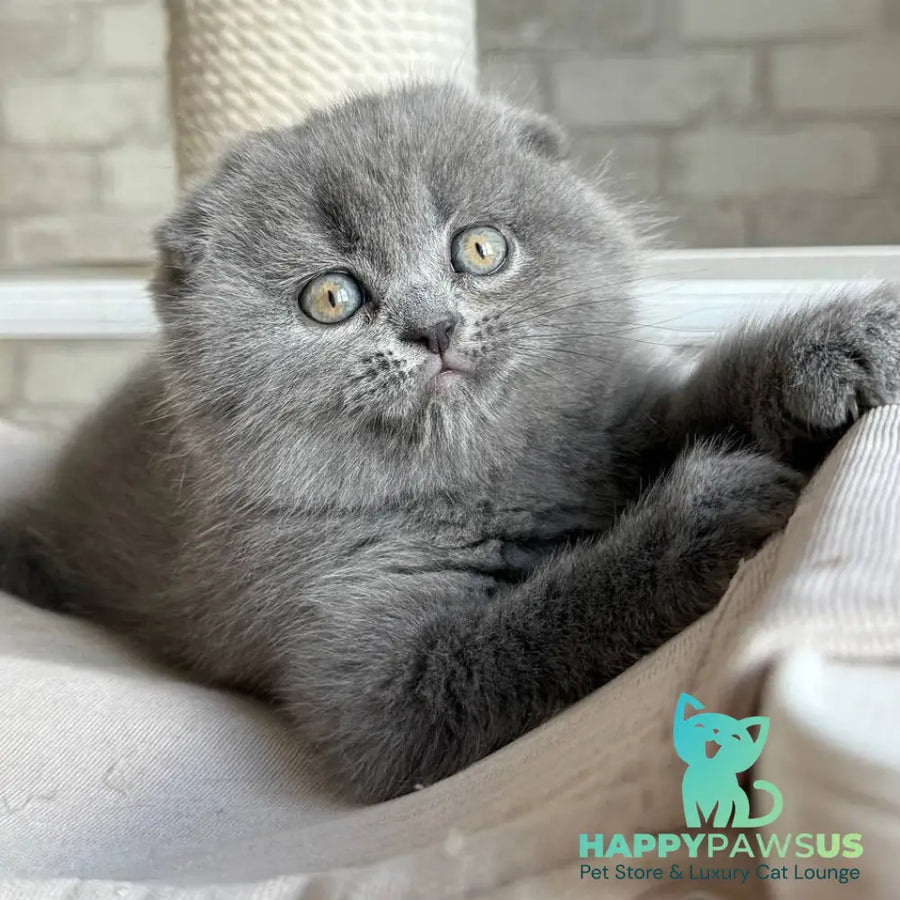Nora Scottish Fold female blue - live animals